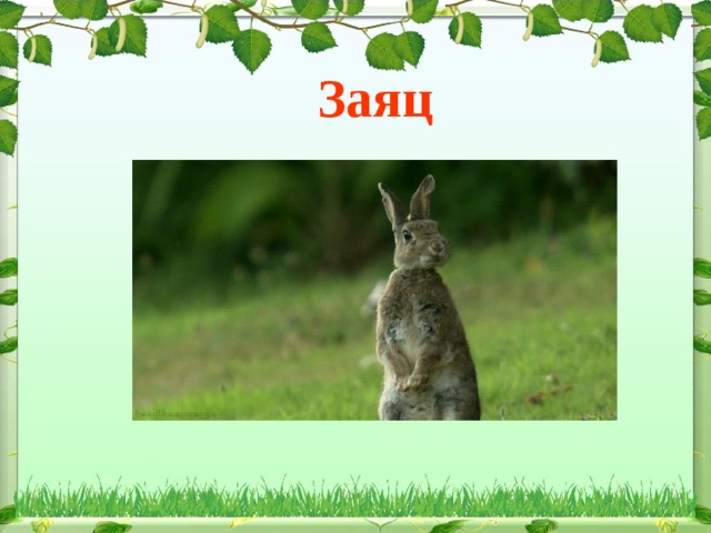 Заяц 