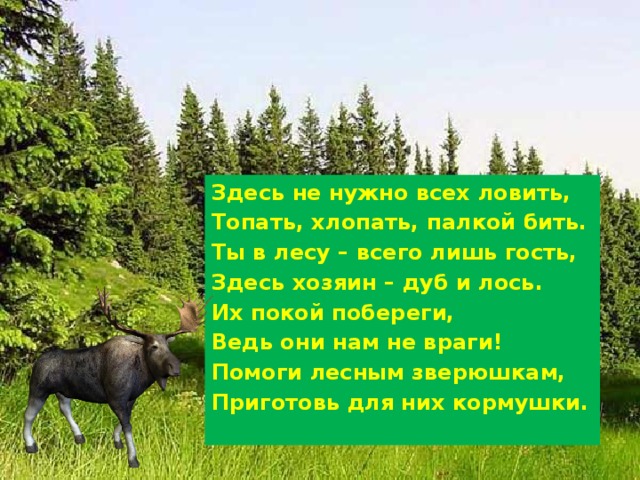 Здесь не нужно всех ловить, Топать, хлопать, палкой бить. Ты в лесу – всего лишь гость, Здесь хозяин – дуб и лось. Их покой побереги, Ведь они нам не враги! Помоги лесным зверюшкам, Приготовь для них кормушки. 