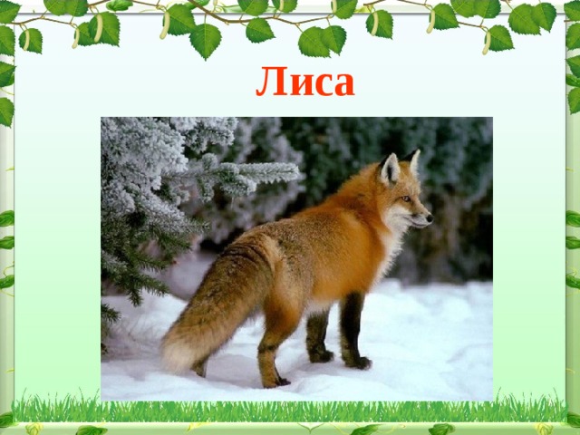 Лиса 