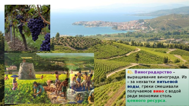 4). Виноградарство – выращивание винограда. Из – за нехватки питьевой воды , греки смешивали получаемое вино с водой ради экономии столь ценного ресурса . 
