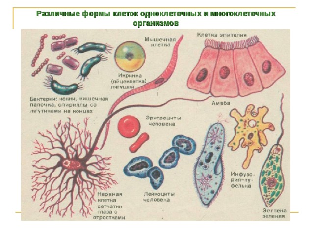 Различные формы клеток одноклеточных и многоклеточных организмов 