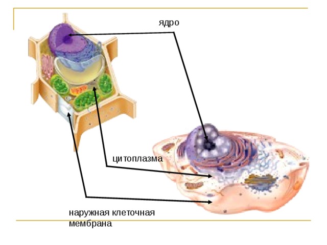 ядро цитоплазма наружная клеточная мембрана 