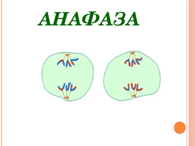 Анафаза процессы. Анафаза 2. Анафаза мейоза 2. Анафаза митоза 2. Анафаза митоза.