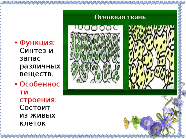 Рисунок основной ткани