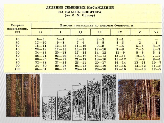 Классы возраста. Бонитировочная таблица Орлова. Таблица Орлова бонитет леса. Таблица бонитета древостоя. Таблица классов бонитета насаждений.