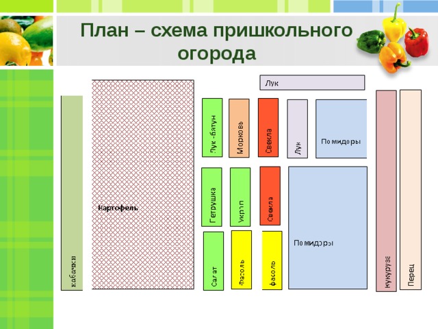 План огорода с теплицей и грядками чертеж