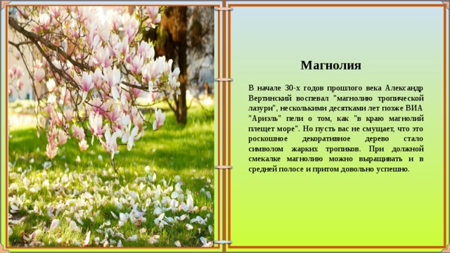 В краю магнолий плещет текст. В краю магнолий плещет. Магнолия в средней полосе. Вертинский Магнолия. В краю магнолий.