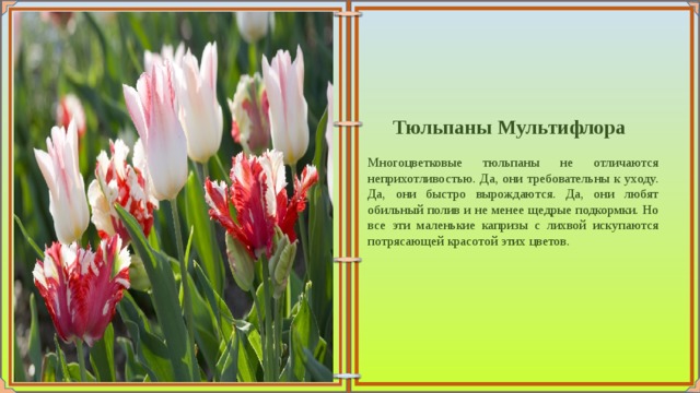  Тюльпаны Мультифлора   Многоцветковые тюльпаны не отличаются неприхотливостью. Да, они требовательны к уходу. Да, они быстро вырождаются. Да, они любят обильный полив и не менее щедрые подкормки. Но все эти маленькие капризы с лихвой искупаются потрясающей красотой этих цветов. 