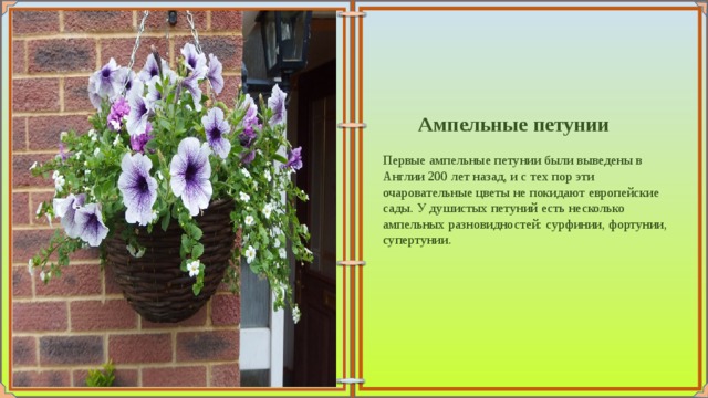  Ампельные петунии   Первые ампельные петунии были выведены в Англии 200 лет назад, и с тех пор эти очаровательные цветы не покидают европейские сады. У душистых петуний есть несколько ампельных разновидностей: сурфинии, фортунии, супертунии. 