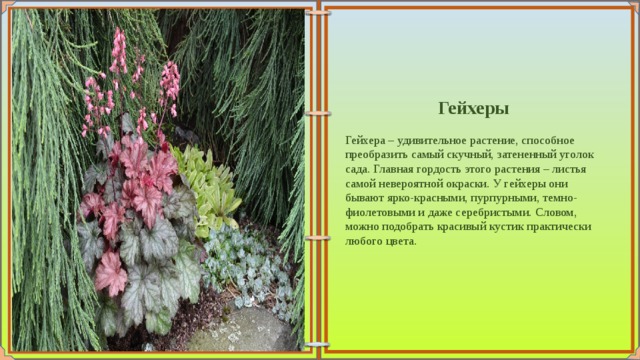  Гейхеры   Гейхера – удивительное растение, способное преобразить самый скучный, затененный уголок сада. Главная гордость этого растения – листья самой невероятной окраски. У гейхеры они бывают ярко-красными, пурпурными, темно-фиолетовыми и даже серебристыми. Словом, можно подобрать красивый кустик практически любого цвета. 