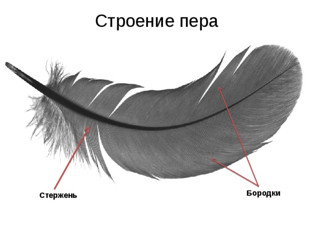 Рисунок контурного пера птицы с обозначениями