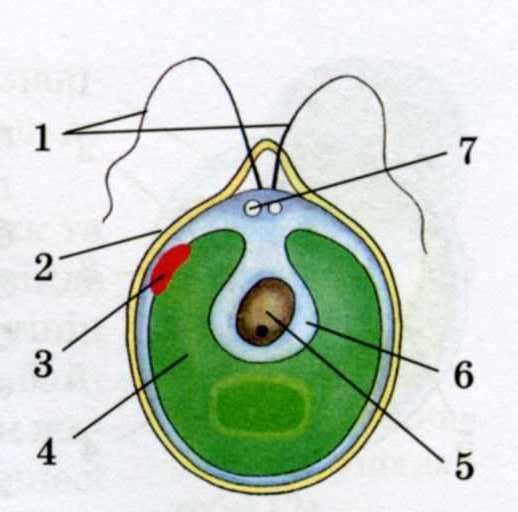 Поставьте цифры к названиям частей клетки хламидомонады в соответствии с рисунком