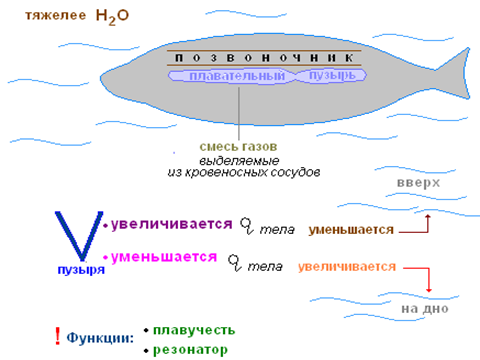 Какой плавательный пузырь у костных рыб. Функции плавательного пузыря у рыб. Принцип работы плавательного пузыря. Механизм действия плавательного пузыря. Механизм плавательного пузыря у рыб.