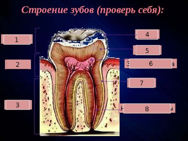 Строение зубов (проверь себя): 4 Эмаль Коронка 1 Дентин 5 6 Зубная пульпа 2 Шейка Цемент 7 Корень 3 Нервы и сосуды 8 