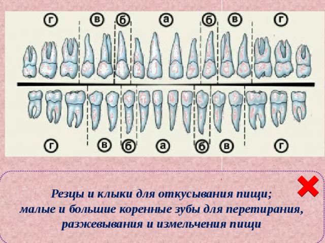 Классификация зубов Резцы и клыки для откусывания пищи; малые и большие коренные зубы для перетирания, разжевывания и измельчения пищи а – резцы; б – клыки; в- малые коренные; г – большие коренные. 