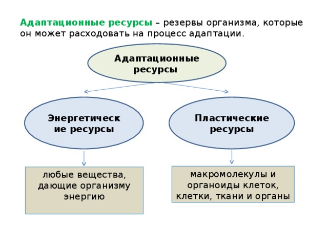 Запас организма