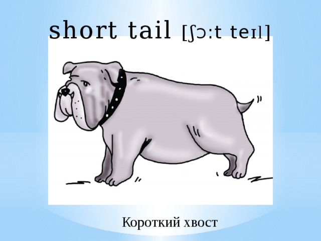 Tail перевод на русский