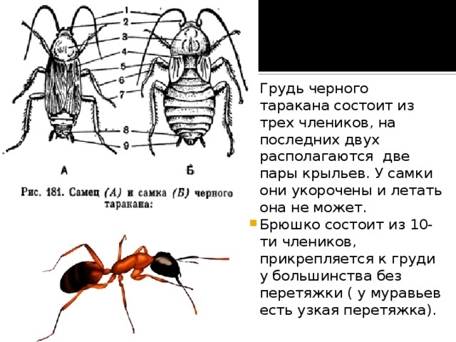 Грудь черного таракана состоит из трех члеников, на последних двух располагаются две пары крыльев. У самки они укорочены и летать она не может. Брюшко состоит из 10-ти члеников, прикрепляется к груди у большинства без перетяжки ( у муравьев есть узкая перетяжка). 