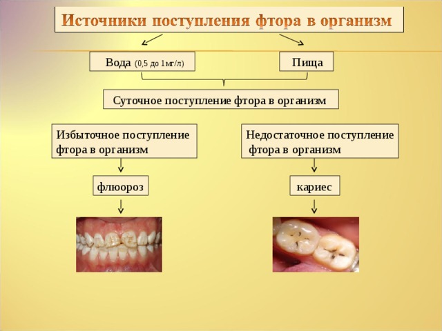 Фтор в организме