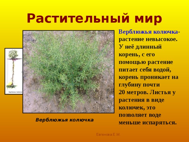 В пустынях вода глубоко под землёй, но есть места, где она поднимается к поверхности. Здесь обилие растений, такие участки называют ОАЗИСАМИ . 