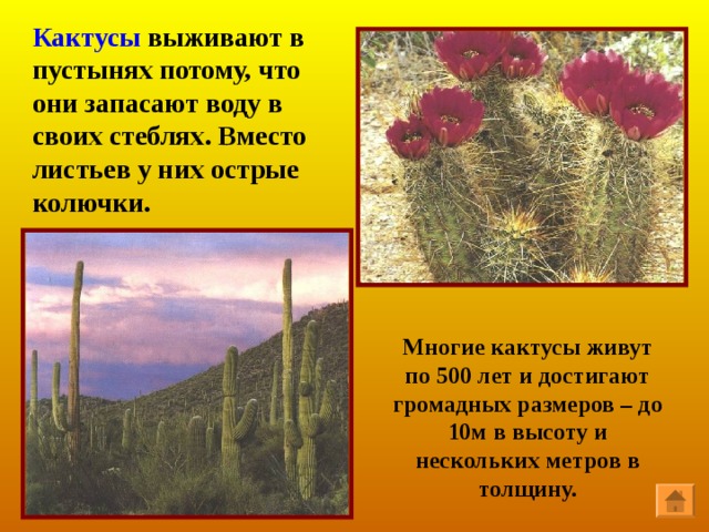 Джузгун – это небольшой кустарник. Его литья – зелёные веточки, корни хорошо закрепляются за песок и удерживают песок от передвижения 
