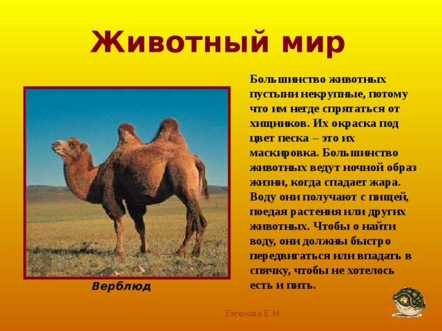 Кактусы выживают в пустынях потому, что они запасают воду в своих стеблях. Вместо листьев у них острые колючки. Многие кактусы живут по 500 лет и достигают громадных размеров – до 10м в высоту и нескольких метров в толщину. 