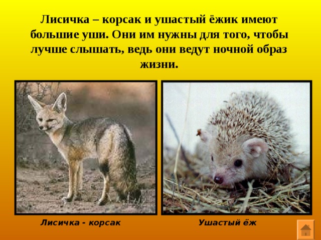 Джейран Тушканчик 