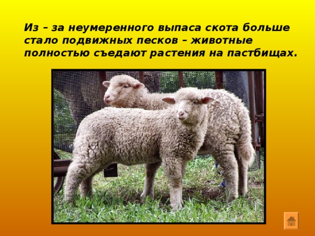 Экологические проблемы пустыни Браконьерство Выпас скота Неумеренное  орошение 