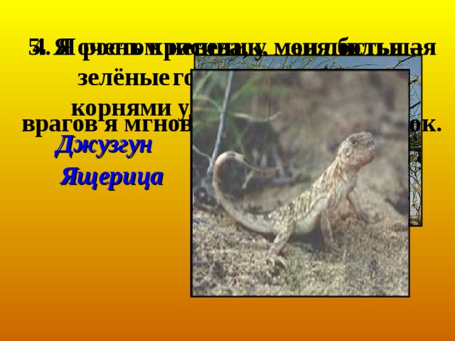 2.  Лапки кенгуру, тельце мыши, уши осла, а хвост льва.  3 . Я – пища «корабля пустыни» Тушканчик Верблюжья  колючка 