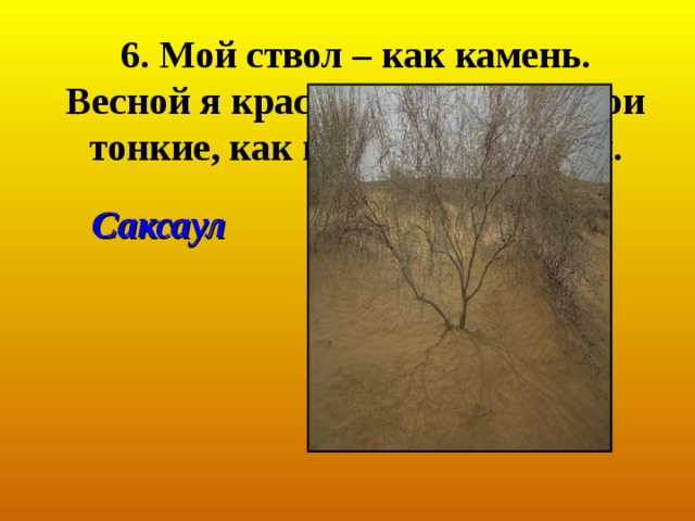 4. Я ростом невелик, мои листья – зелёные веточки, своими корнями удерживаю пески. 5. Я очень красива, у меня большая голова, от врагов я мгновенно зароюсь в песок. Джузгун Ящерица 