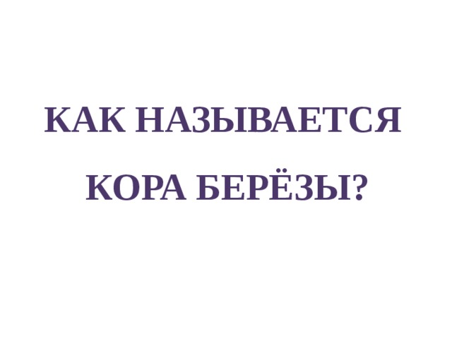 КАК НАЗЫВАЕТСЯ КОРА БЕРЁЗЫ? 