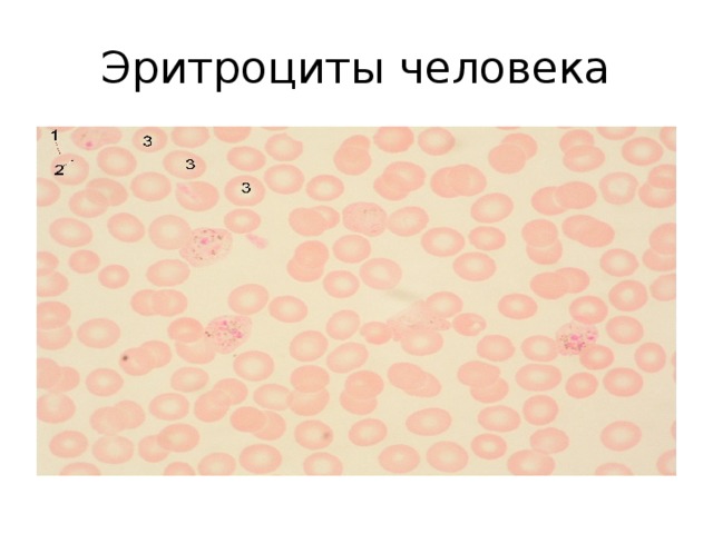 Докаева Анастасия Сергеевна