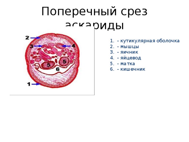 Поперечный разрез самки аскариды рисунок