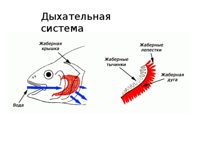 Презентация Для 8 Класса По Теме "Внутреннее Строение Рыб.