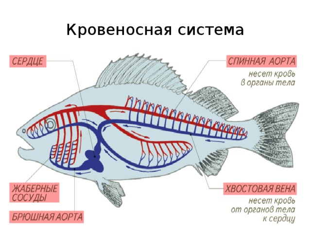 Кровеносная органы рыб. Кровеносная система рыб. Внутреннее строение рыбы кровеносная система. Строение кровеносной системы рыб. Схема строения кровеносной системы рыб.