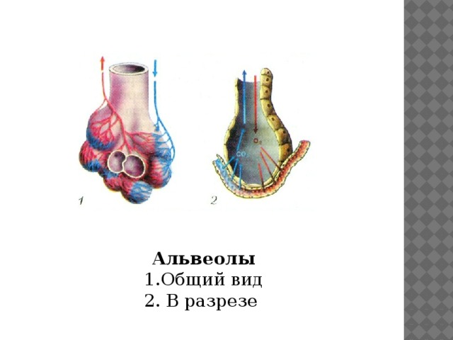 Легочный пузырек. Строение легких и газообмен в альвеоле. Альвеолы в разрезе.