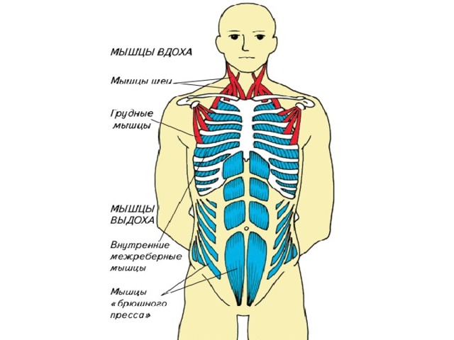 Рассмотрите картинку и укажите под какими цифрами указаны мышцы работающие при вдохе
