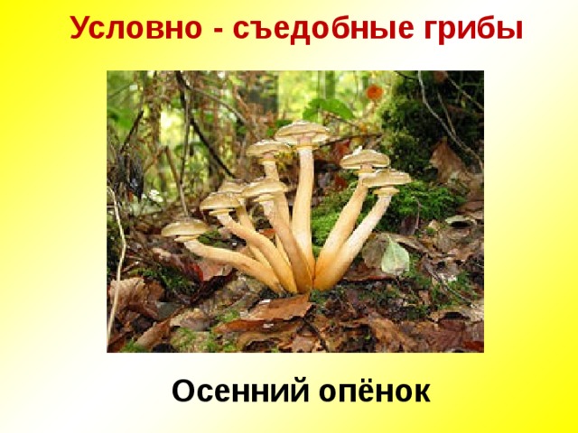 Условно - съедобные грибы   Осенний опёнок 