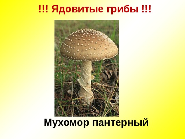 !!! Ядовитые грибы !!!   Мухомор пантерный 