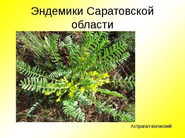 Эндемики Саратовской области Астрагал волжский 