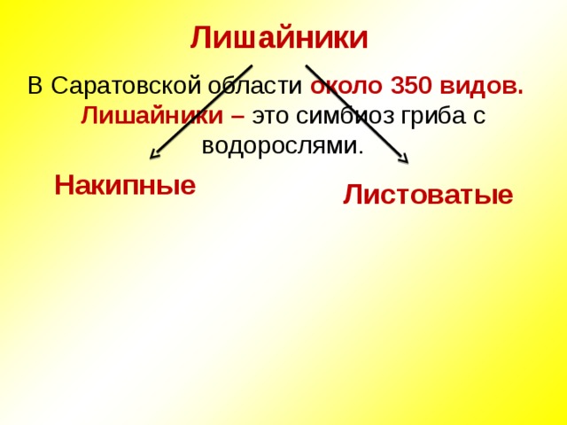 Лишайники В Саратовской области около 350 видов. Лишайники – это симбиоз гриба с водорослями. Накипные Листоватые 