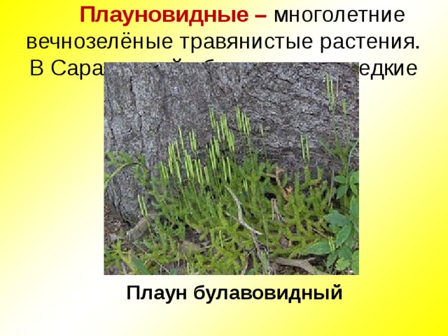  Плауновидные – многолетние вечнозелёные травянистые растения.  В Саратовской области очень редкие виды. Плаун булавовидный 