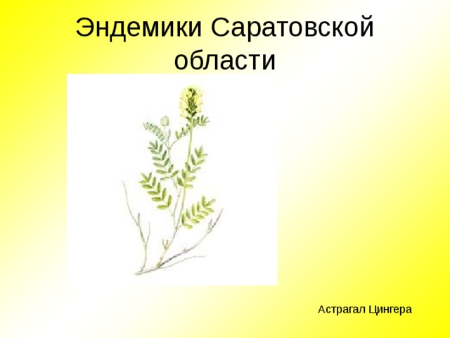 Эндемики Саратовской области Астрагал Цингера 