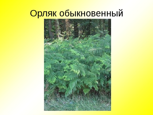 Орляк обыкновенный 