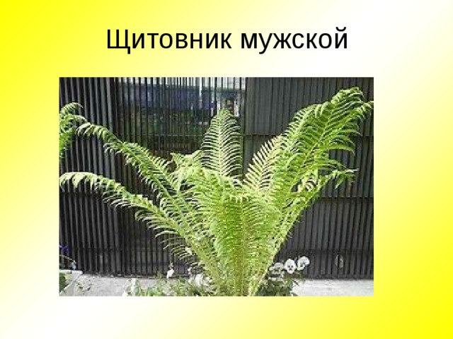 Щитовник мужской 