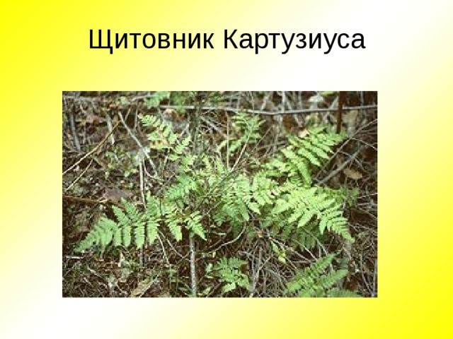 Щитовник Картузиуса 