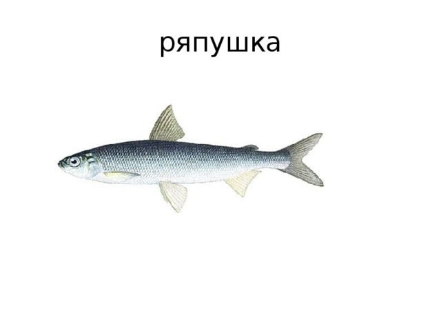 ряпушка 