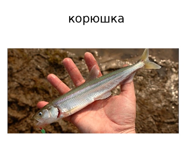 корюшка 