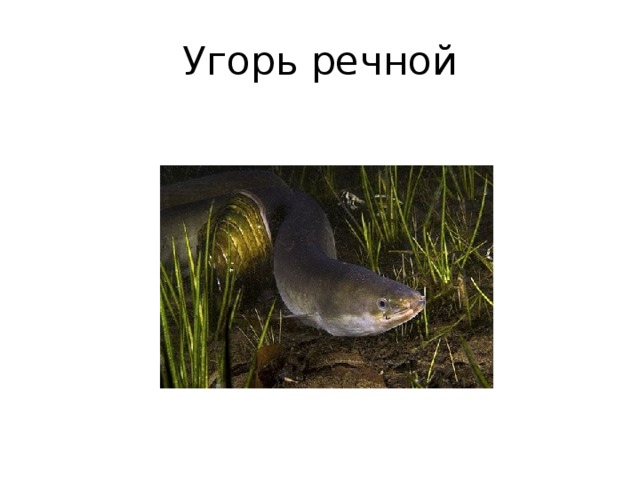 Угорь речной 