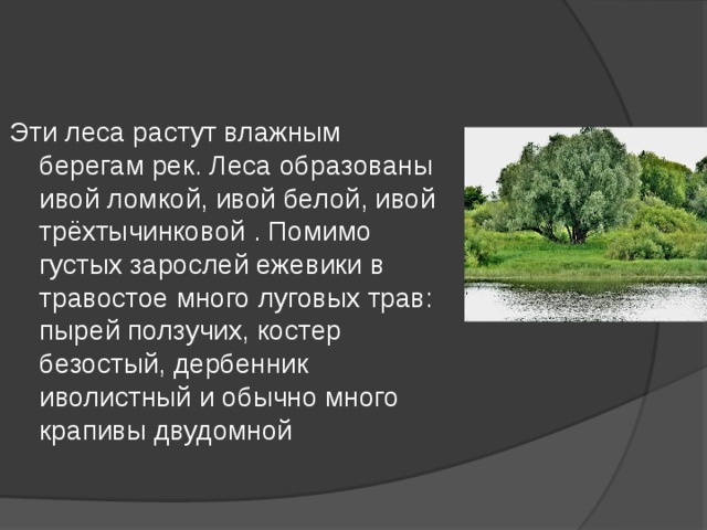 Эти леса растут влажным берегам рек. Леса образованы ивой ломкой, ивой белой, ивой трёхтычинковой . Помимо густых зарослей ежевики в травостое много луговых трав: пырей ползучих, костер безостый, дербенник иволистный и обычно много крапивы двудомной 